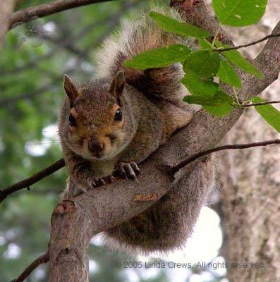 Eastern Gray Squirrel on Shad Branch - Sciurus carolinensis - Amelanchiar canadensis